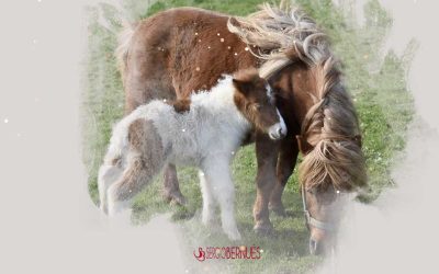 Actitud positiva: Buscad vuestro Pony