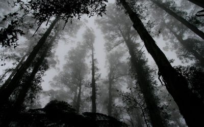 Cómo superar el miedo